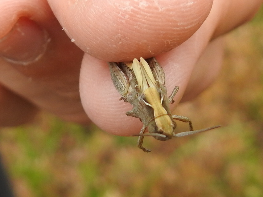 Chorthippus (Glyptobothrus) (subgenus)