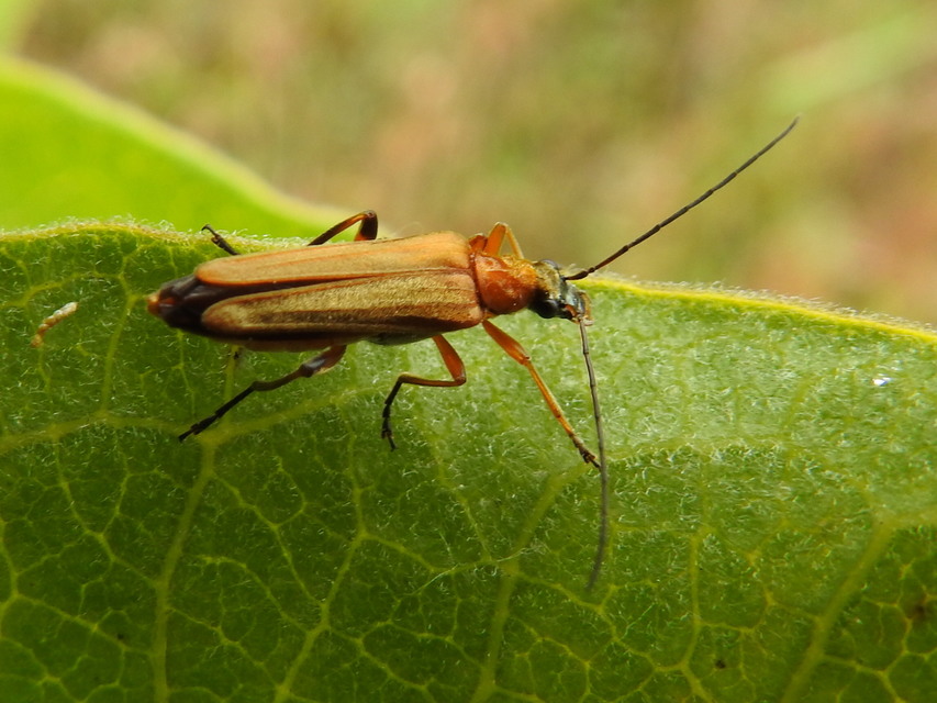Oedemera podagrariae - székfű-álcincér