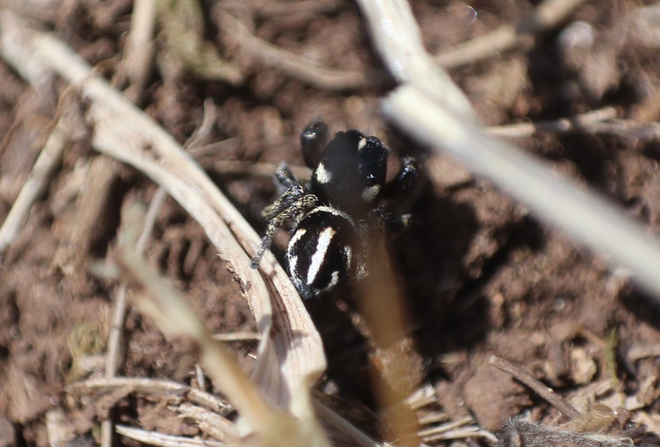 Pellenes nigrociliatus - csigás ugrópók
