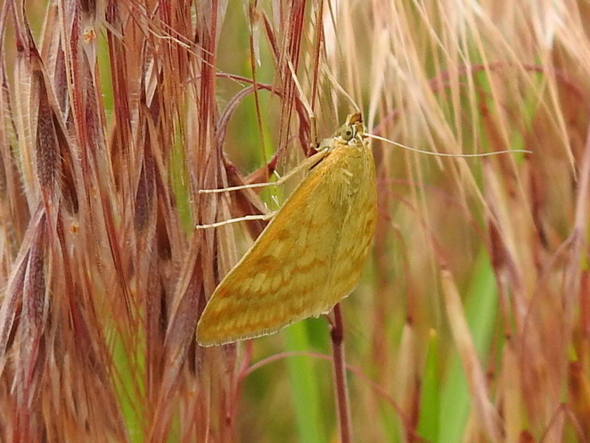 Sitochroa verticalis - világossárga dudvamoly