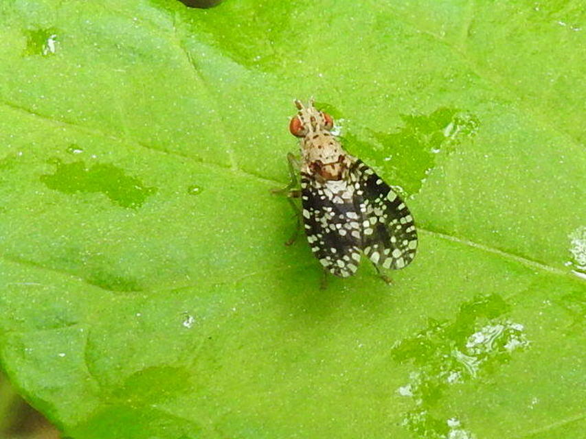 Trypetoptera punctulata - pirosszemű szarvaslégy