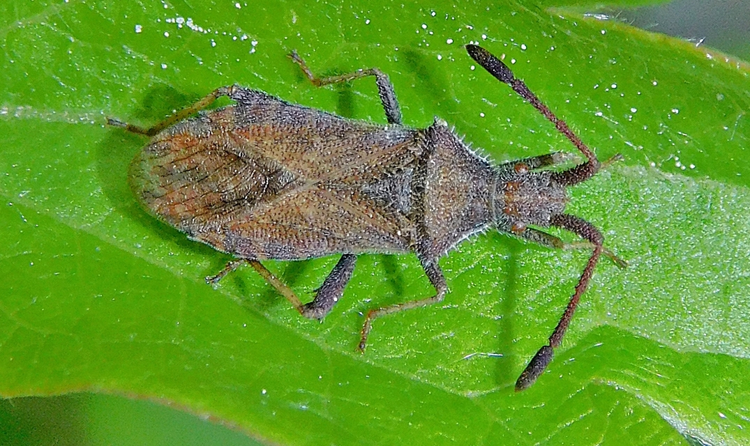 Coriomeris