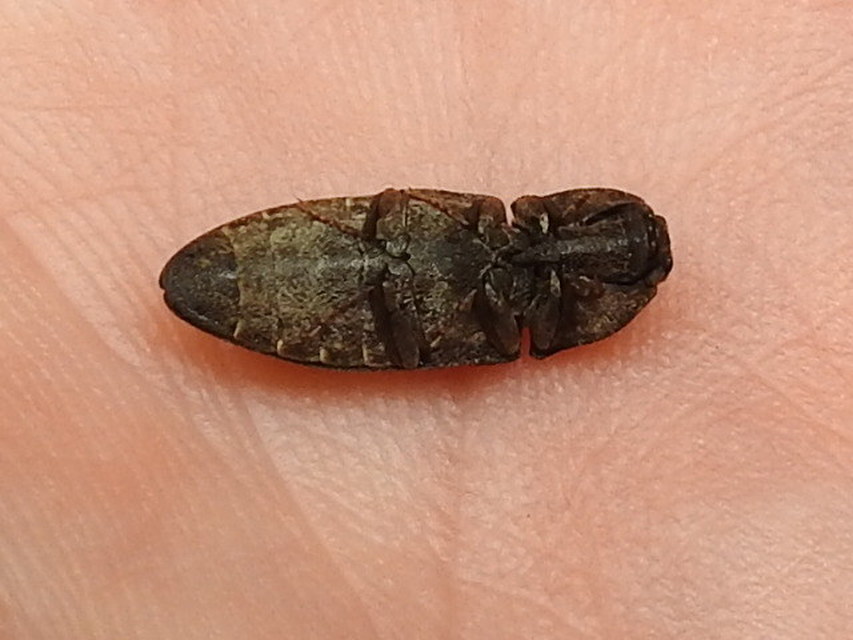 Agrypnus murinus - egérszínű pikkelyespattanó