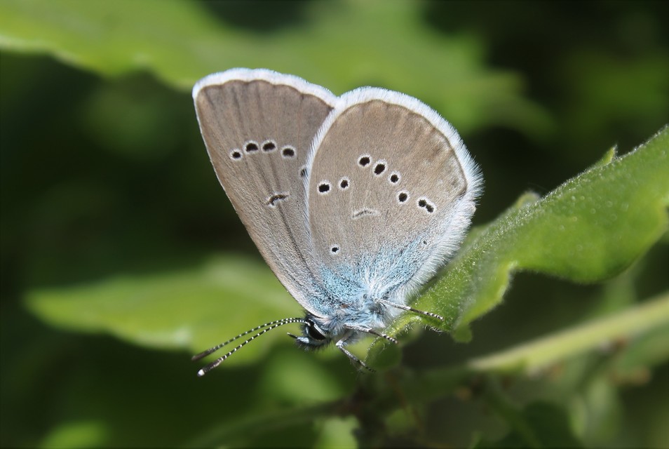 Cyaniris semiargus - aprószemes boglárka