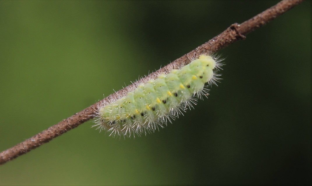 Zygaena loti - közönséges csüngőlepke