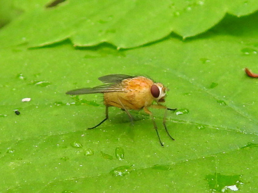 Phaonia pallida