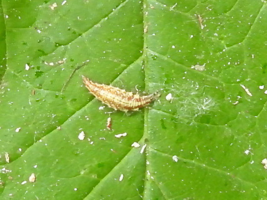 Chrysopidae - zöldfátyolkák