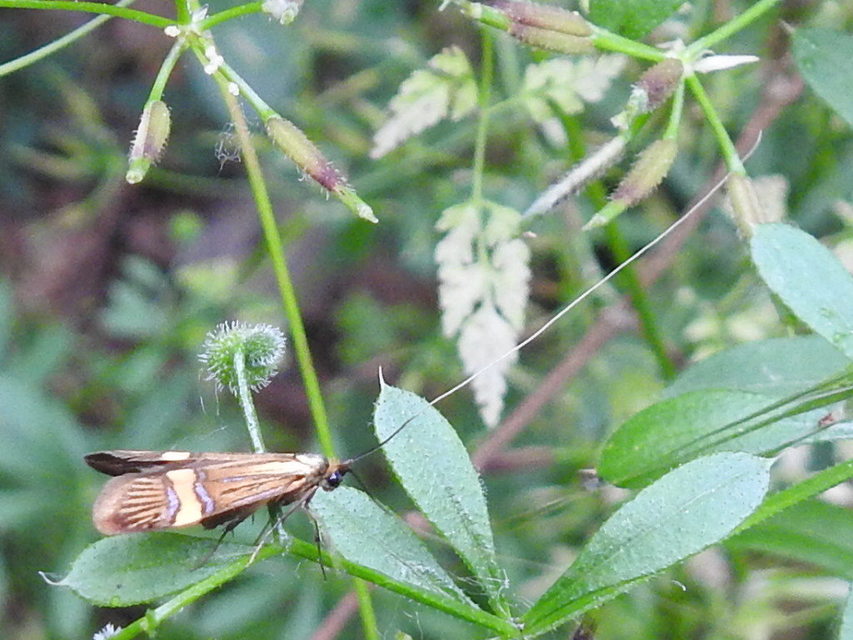 Nemophora degeerella - pompás tőrösmoly