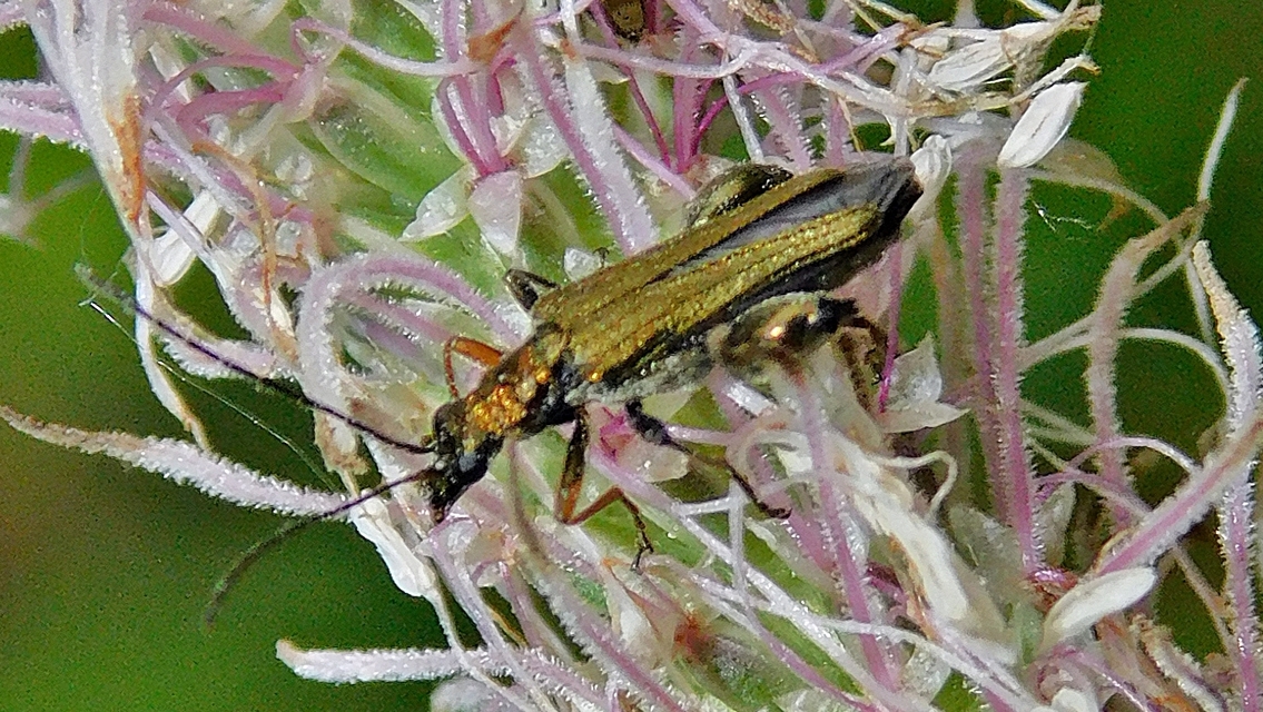 Oedemera flavipes - sárgalábú álcincér Oedemera flavipes - sárgalábú álcincér