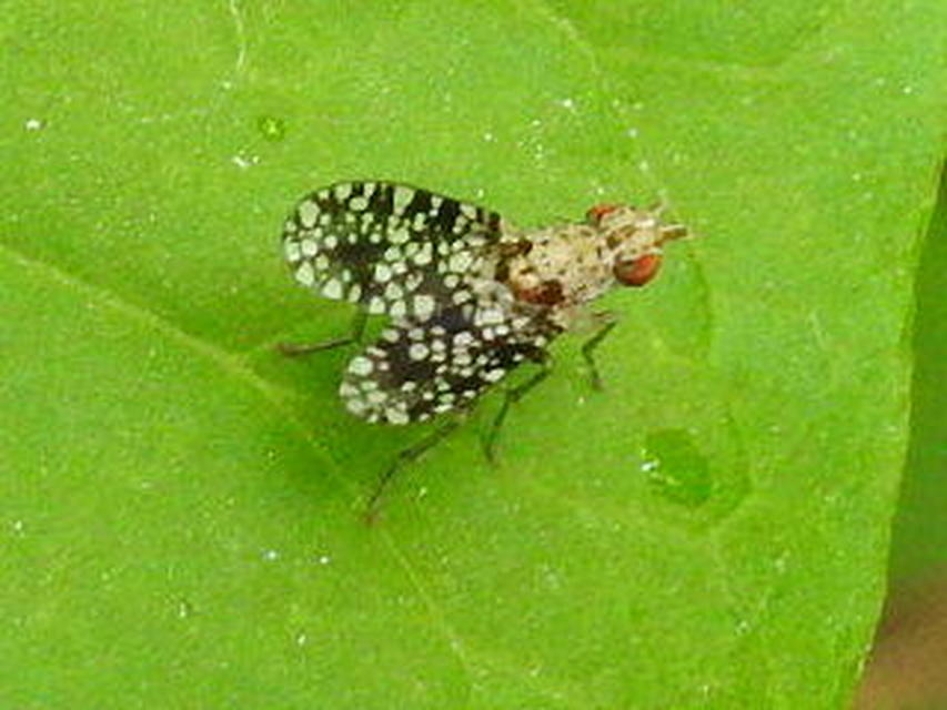 Trypetoptera punctulata - pirosszemű szarvaslégy