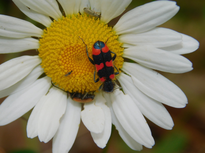 Trichodes favarius - hatfoltos méhészbogár