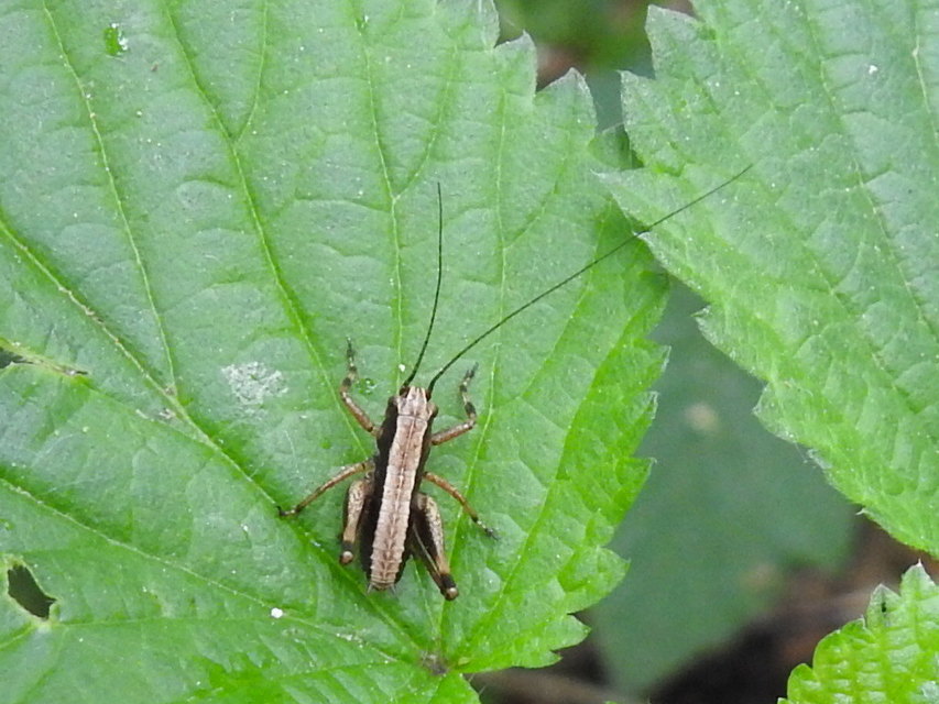 Pholidoptera griseoaptera - szürke avarszöcske