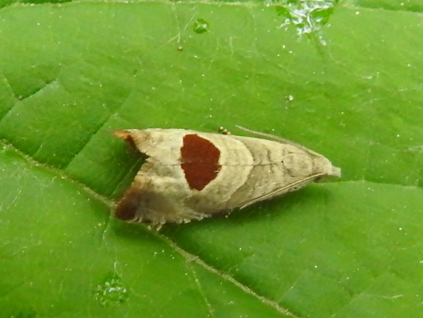 Notocelia uddmanniana - málnasodró tükrösmoly