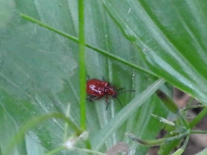 Lilioceris merdigera - hagymabogár Lilioceris merdigera - hagymabogár
