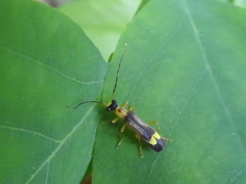 Malthinus flaveolus - közönséges fürkészlágybogár