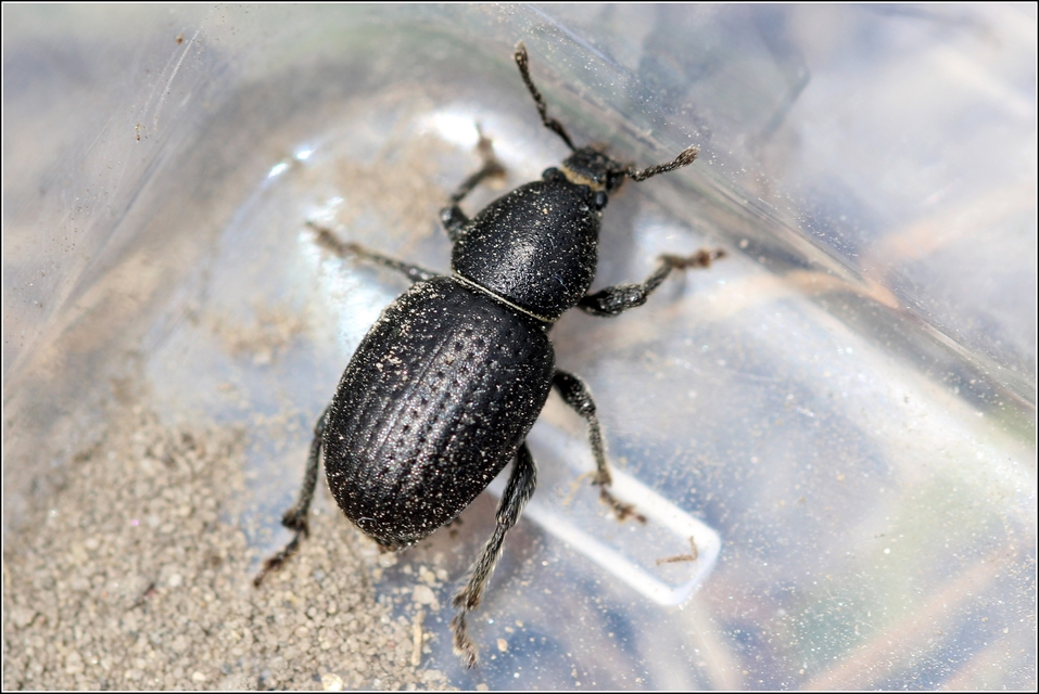 Psallidium maxillosum - fekete barkó