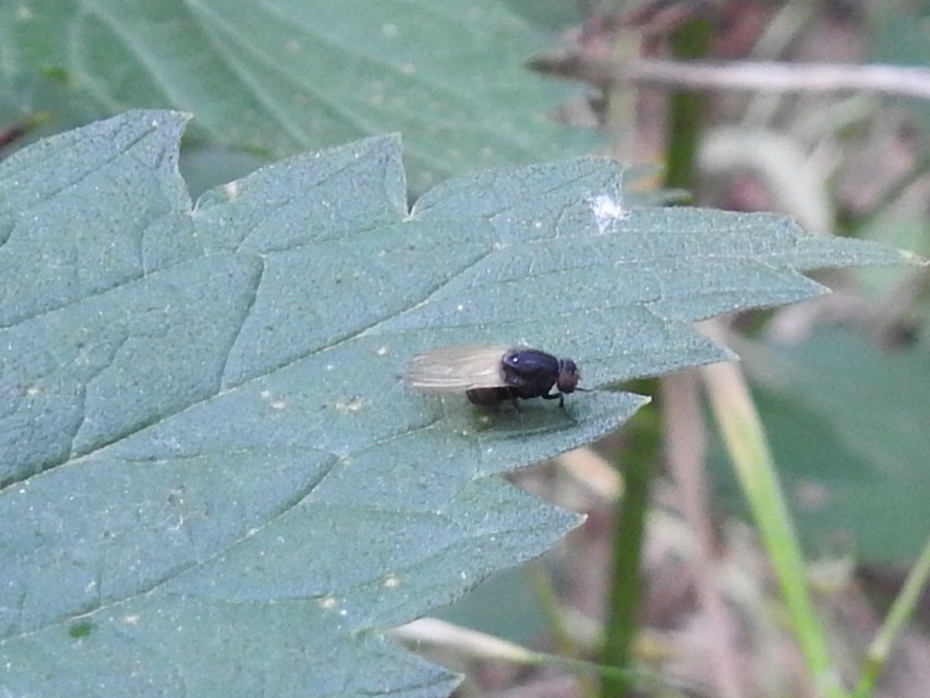 Minettia longipennis
