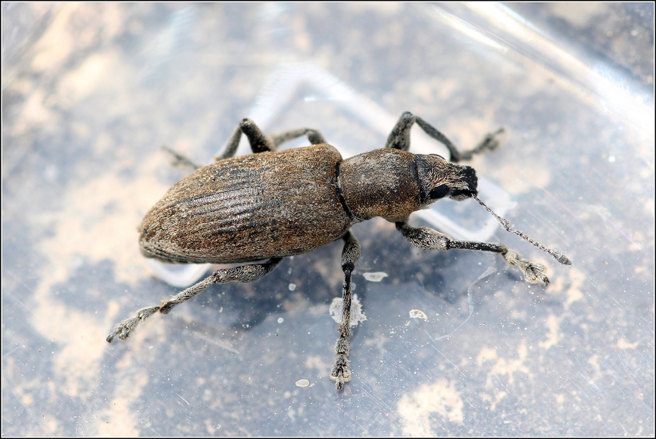 Tanymecus palliatus - közönséges hegyesfarúbarkó