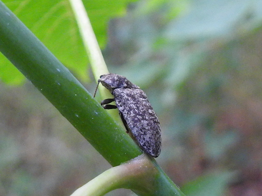 Agrypnus murinus - egérszínű pikkelyespattanó