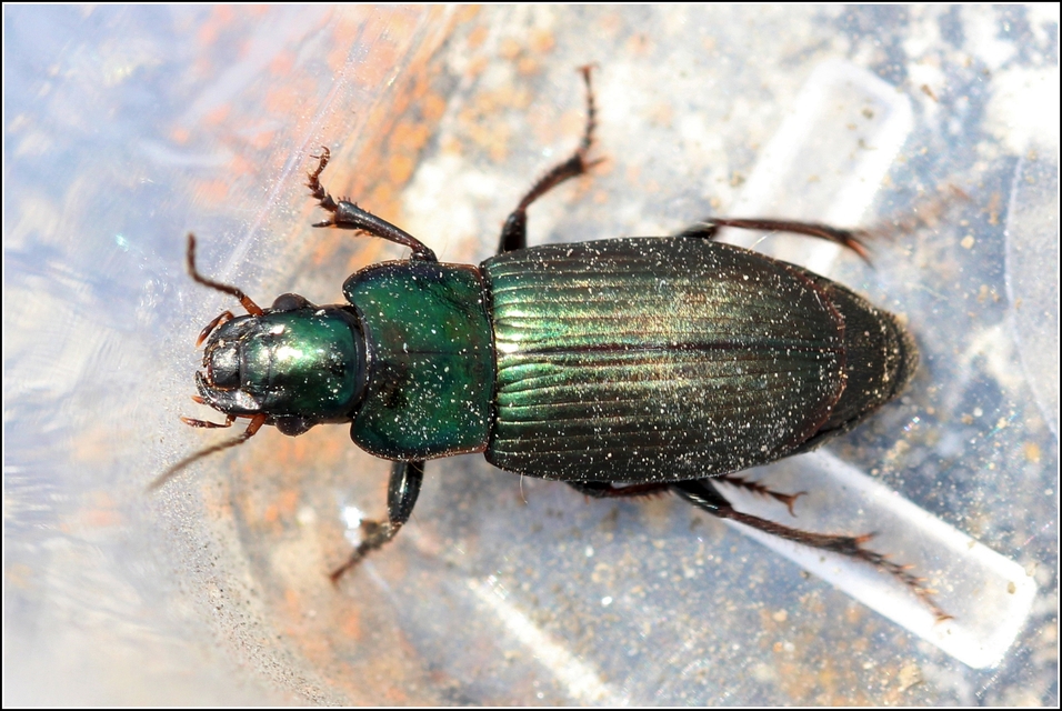 Harpalus distinguendus - mezei lomhafutó