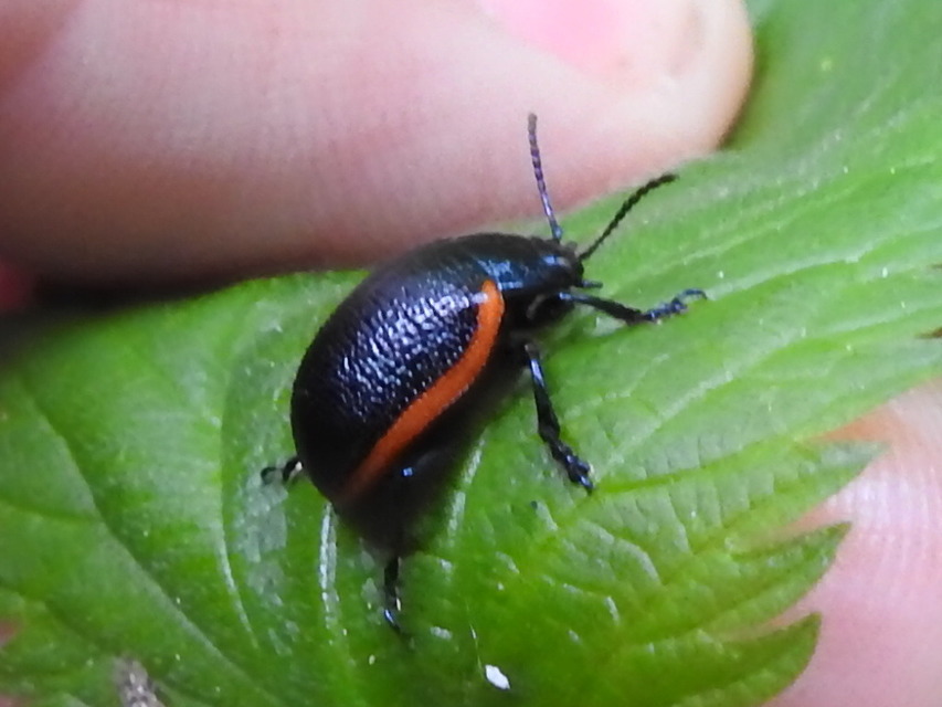 Chrysolina kuesteri - ráncos szegélyeslevelész