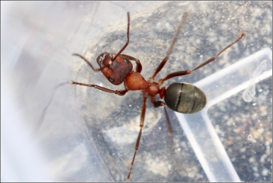 Formica sanguinea - vérvörös rablóhangya