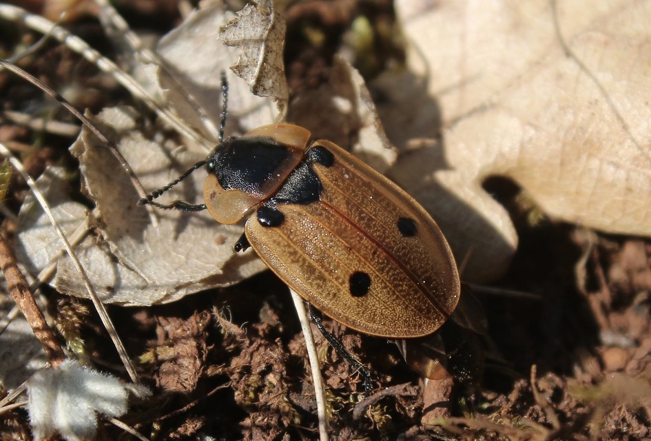 Dendroxena quadrimaculata - négypettyes dögbogár