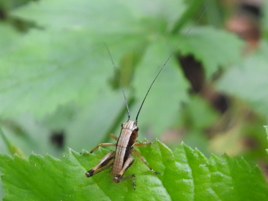 Pholidoptera griseoaptera - szürke avarszöcske