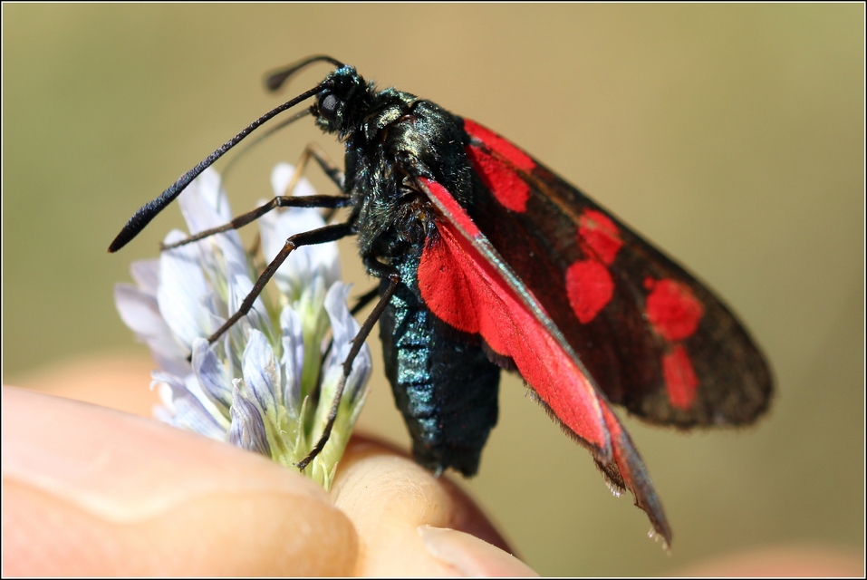 Zygaena filipendulae - acélszínű csüngőlepke