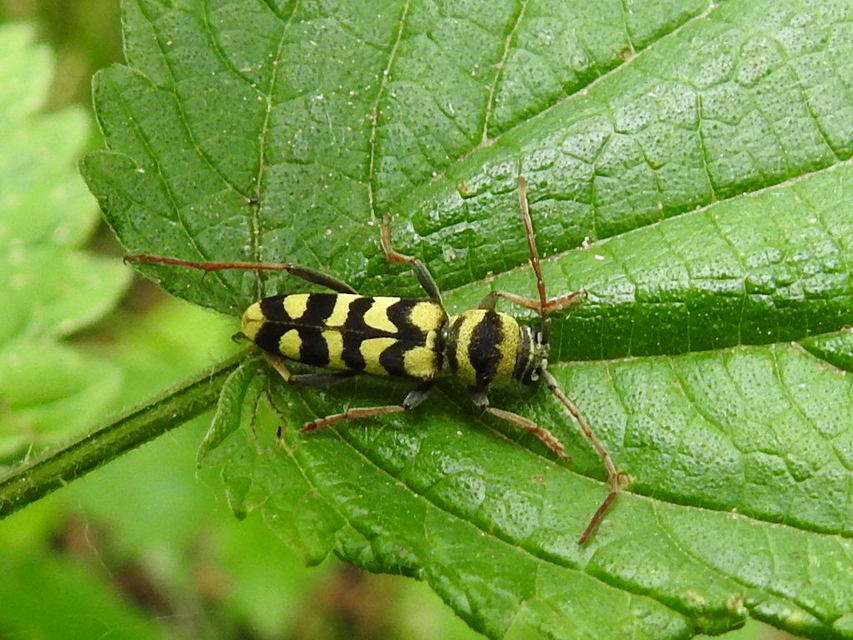 Echinocerus floralis - lucerna-darázscincér