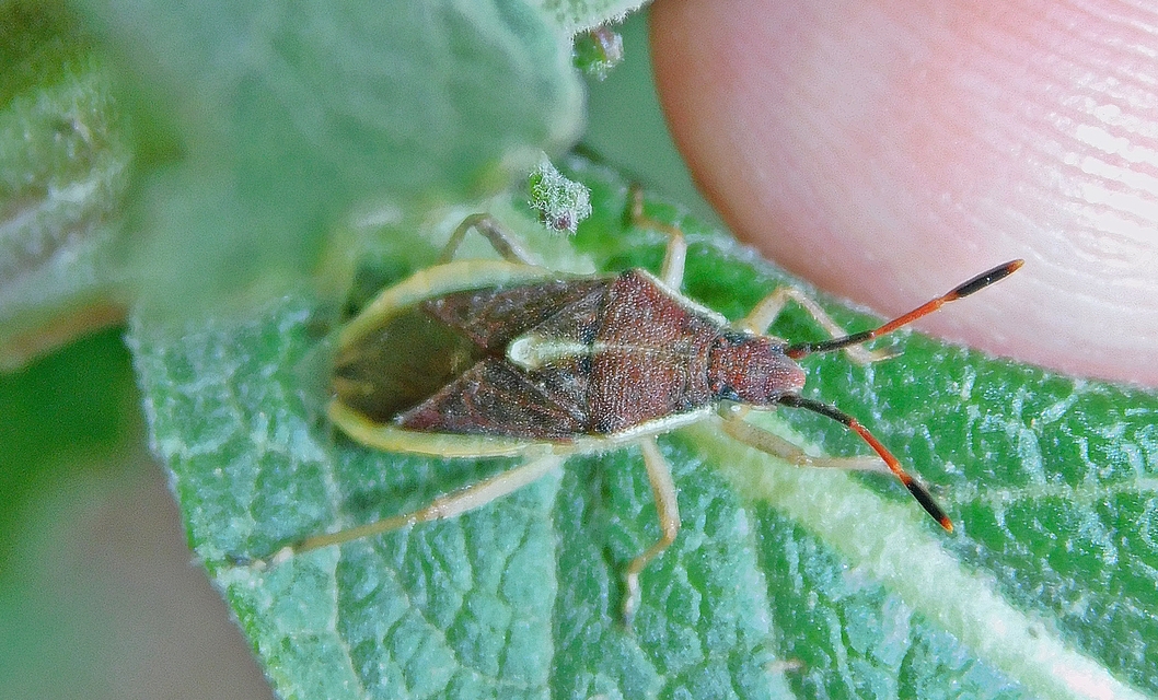Maccevethus