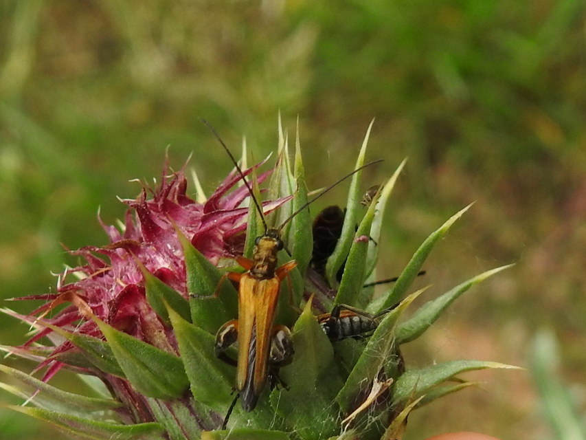 Oedemera podagrariae - székfű-álcincér