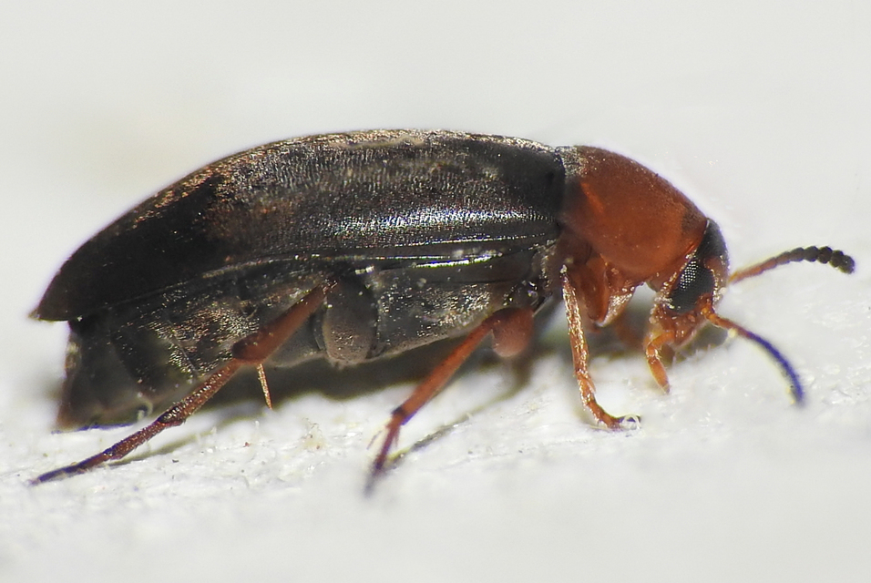 Anaspis