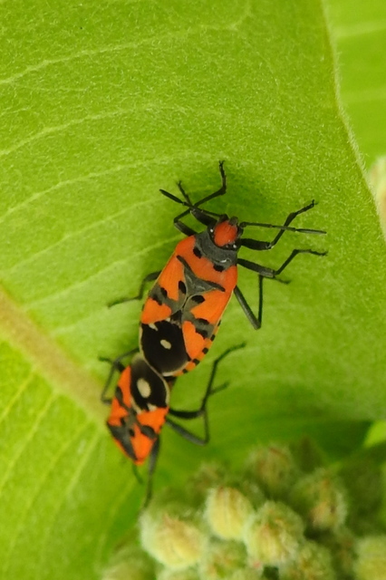 Lygaeus equestris - közönséges lovagbodobács