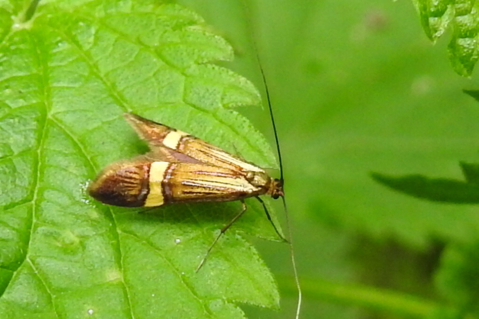 Nemophora degeerella - pompás tőrösmoly