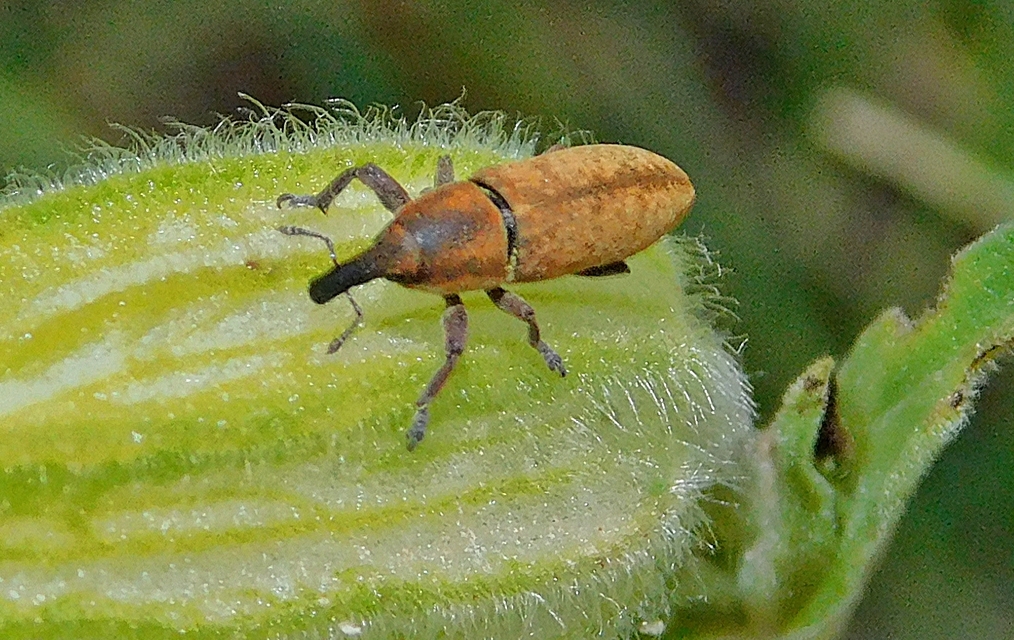 Lixus brevipes - vaskosorrú dudvabarkó