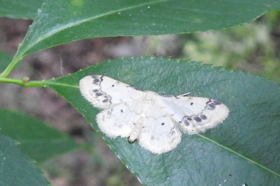 Idaea trigeminata - csúcsfoltos apróaraszoló