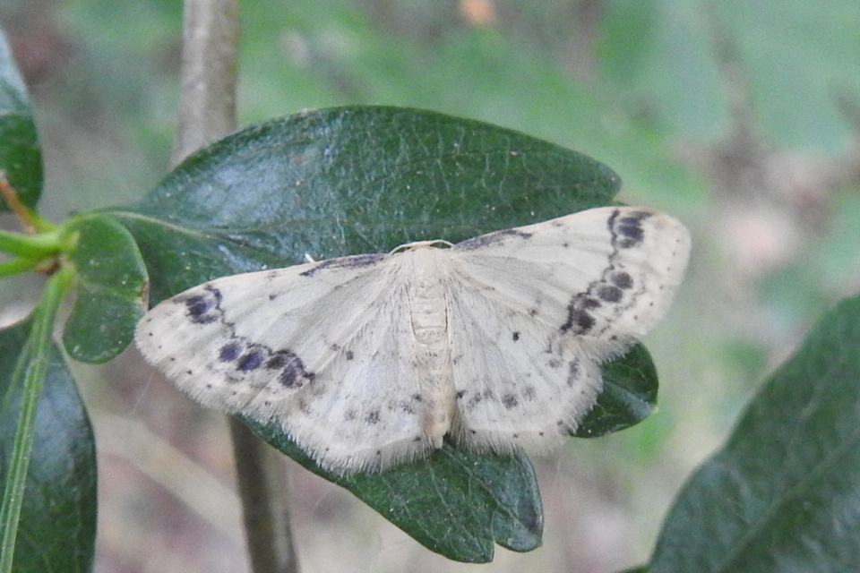 Idaea trigeminata - csúcsfoltos apróaraszoló