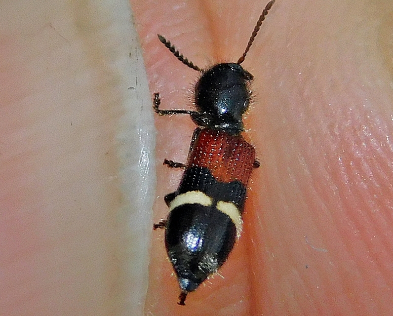Tilloidea unifasciata - szőlő-szúfarkas
