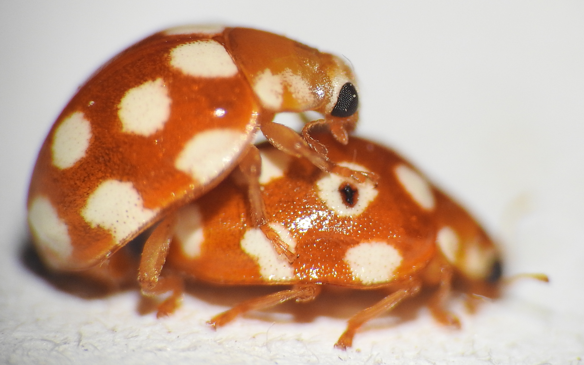Vibidia duodecimguttata - tizenkétcseppes füsskata