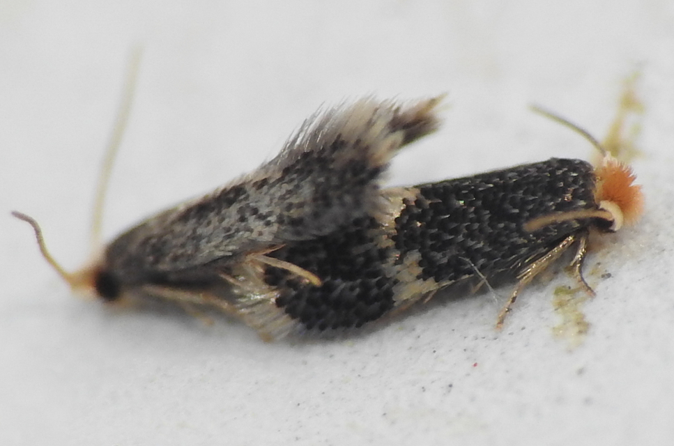 Nepticulidae - törpemolyfélék