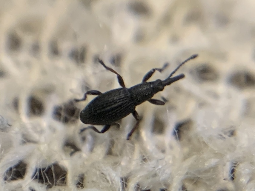 Ceratapion penetrans - lapátlábú cickányormányos Ceratapion penetrans - lapátlábú cickányormányos