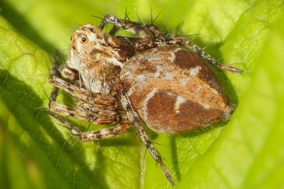 Oxyopes ramosus