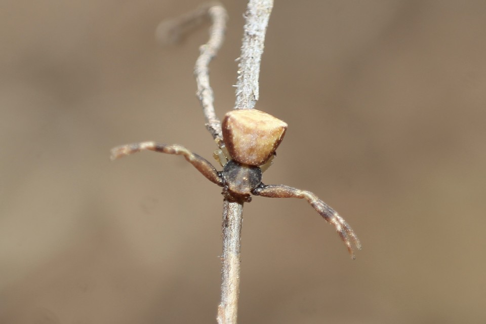 Pistius truncatus - csonka karolópók