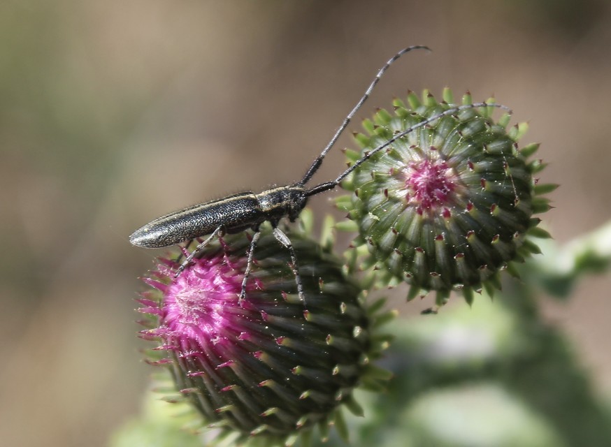 Agapanthia cardui - sávos bogáncscincér