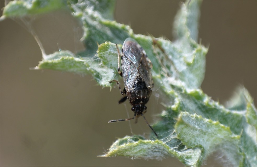 Platyplax salviae - zsályabodobács