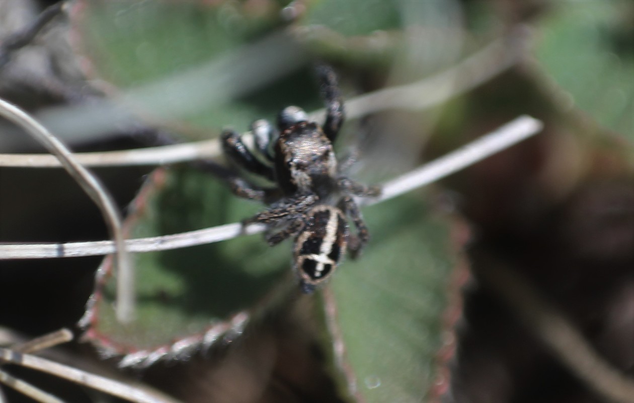 Pellenes tripunctatus - keresztes ugrópók