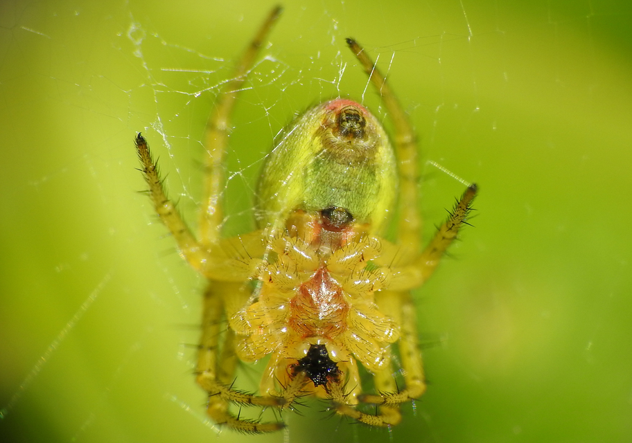 Araniella cucurbitina - zöld keresztespók