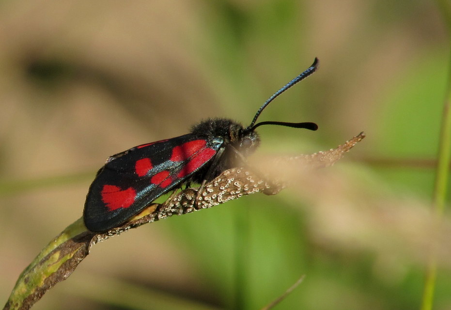 Zygaena loti - közönséges csüngőlepke