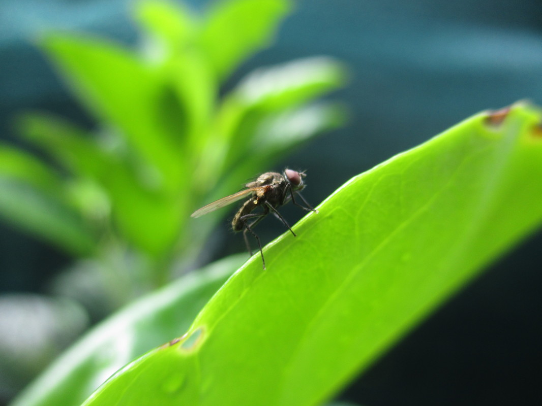 Anthomyiidae - viráglegyek
